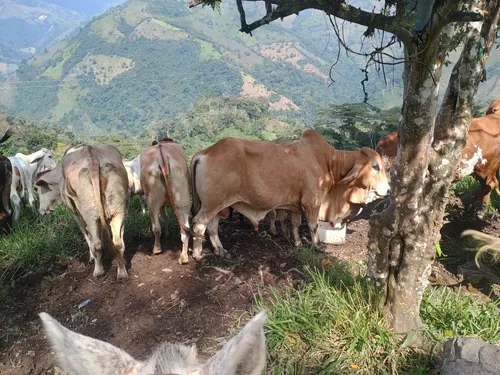 Finca Multipropósito En Minasal Yacopi Cundinamarca