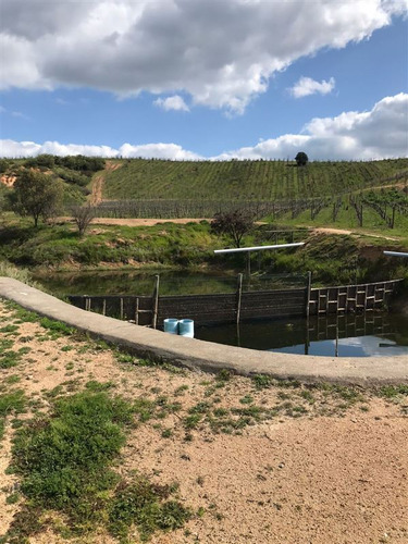 Imagen 6 de 10 de Agrícola En Venta En Pumanque Con Viñedo