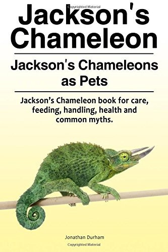 Camaleon De Jackson Camaleones De Jackson Como Mascotas Cama