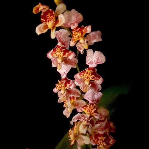 Orquídea Oncidium Twinkle Carijó ! Planta Adulta ! | MercadoLivre