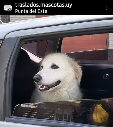 Imagen 5 de 5 de Traslado De Mascotitasypersonas Ig: Traslados.mascotas.uy