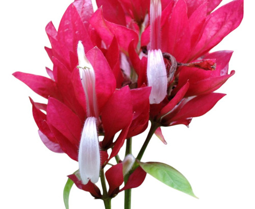 Megaskepasma (manto Rojo). Exotica E Ideal Para Colibríes!
