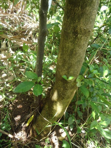 Rural - Venda - Loteamento Chácaras Gargantilhas - Cod. Ch0034 - Vch0034