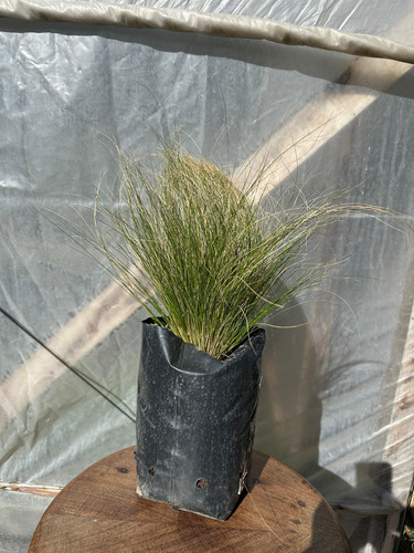 Stipa Planta Graminea 3lts Beige
