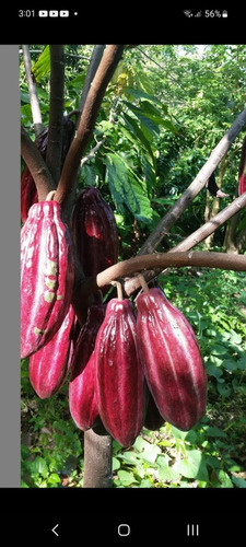 Te Vendo Finca En Masipedro Bonao/republica Dominicana.