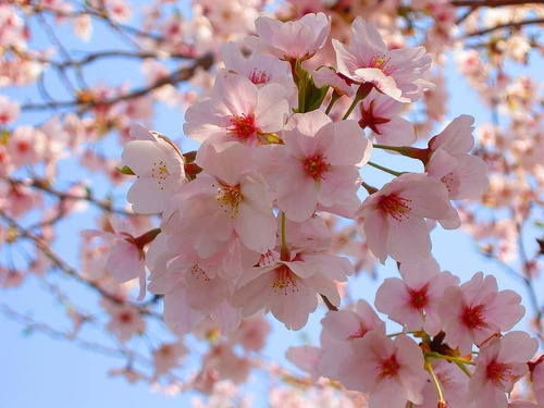 Semillas De Arbol Sakura Cerezo Japones- Sobre De 5 Semillas