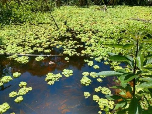 Excelente Chácara Com Piscina Em Itanhaém - 6054
