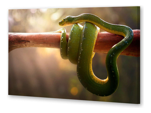 Cuadro 40x60cm Serpiente Verde Enroscada En Rama Arbol