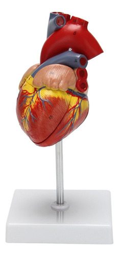 Modelo De Corazón Humano 1:1, Modelo De Corazón Anatómico