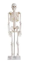 Comprar Esqueleto Articulado  85 Cm, Estudiantes, Profesionales,