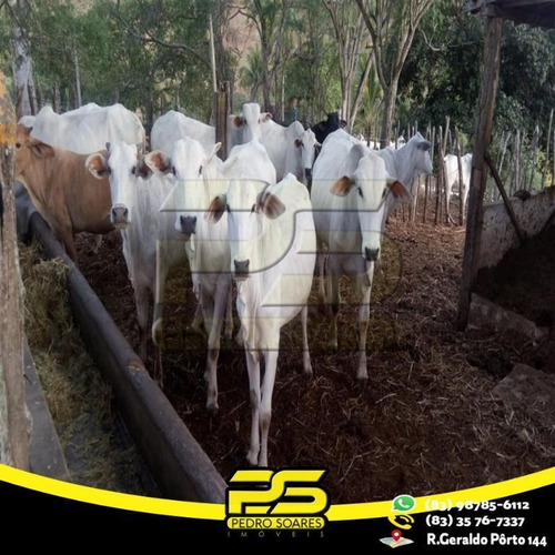 Chácara À Venda, 100000 M² Por R$ 700.000 - Zona Rural - Pirpirituba/pb - Ch0005