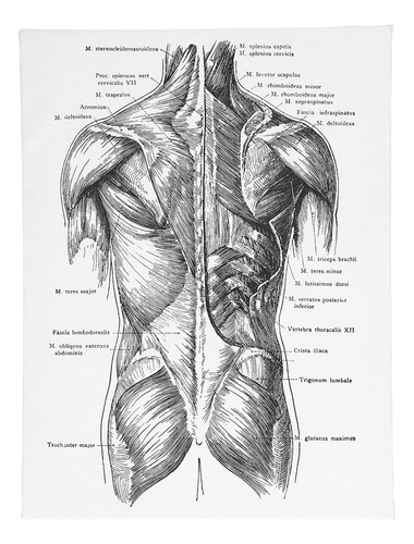 Cuadro Mural De Anatomía, Lienzo, Órgano Decorativo Retro Pa