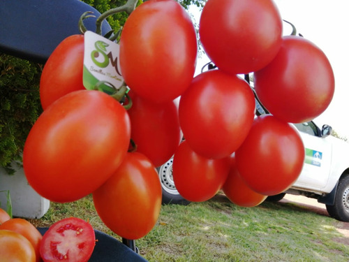Semillas Martínez / Tomate Indeterminado / Sicilia / 1m