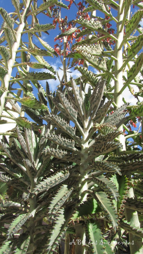 Kalanchoe 18 Pz 5 Variedades Envio Incluido
