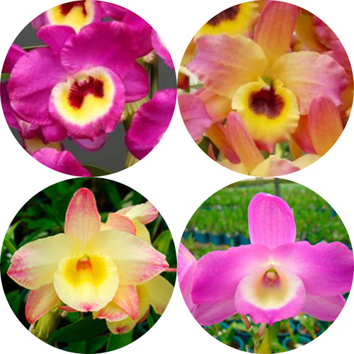 Orquidea Dendrobium Kit C/4 Mudas Lindas