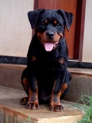 Rottweiler Canil Rottland Número1 Cbkc Df Alto Padrão Alemão