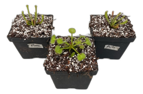 2 Sarracenias Flava Y Psitaccina Y 1 Drosera Prolífera