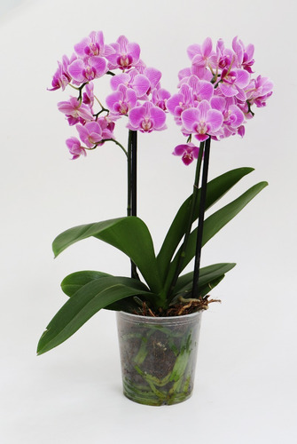 Sustrato Premium Para Orquídeas Exóticas (100 L)