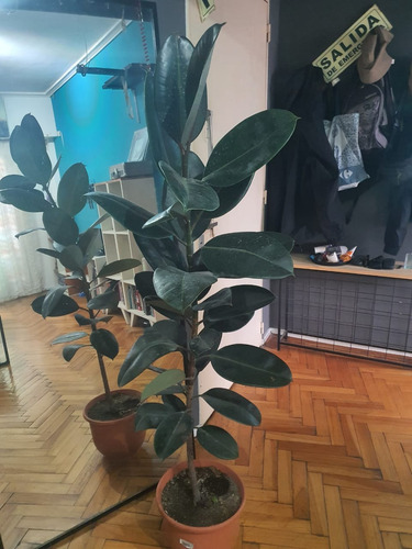 Ficus Gomero 1.5m En Maceta - Ideal Para Decorar Tu Hogar Bordó