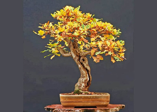 Sementes De Carvalho Bur Quercus Macrocarpa Bonsai Ou Árvore