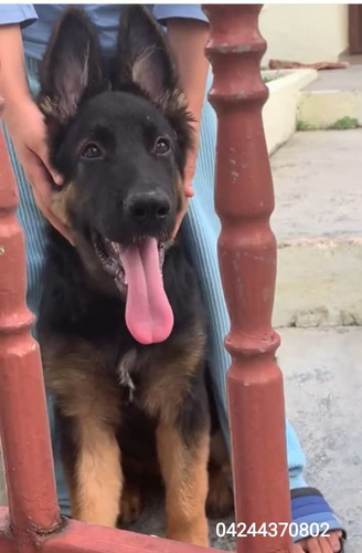 Imagen 4 de 5 de Pastor Alemán Con Pedigree(fcv)
