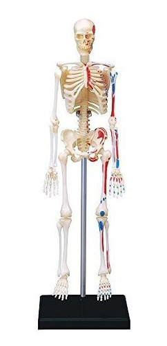 4d Visions Models Visible Human Skeleton Anatomy Kit One Col