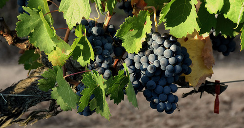 Planta Trepadora Uva Tinta Ruby Caberne, Producción 3 Meses
