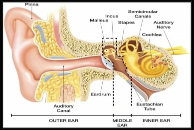 Anatomía Del Oído - Cuerpo Humano -  Poster Lámina 45x30 Cm.