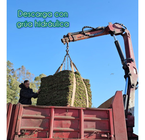 Grama Bahiana Césped Natural Pan Comprando Más De 50m2