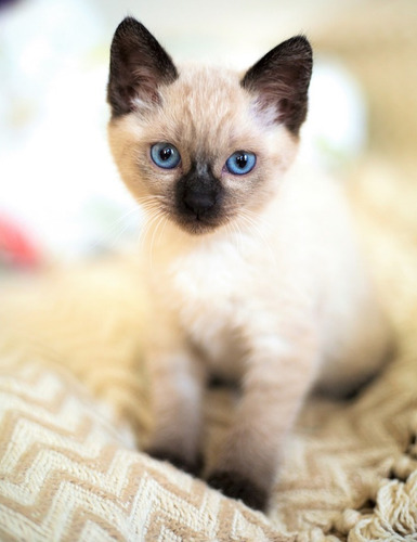 Imagen 9 de 12 de Gatos Siames