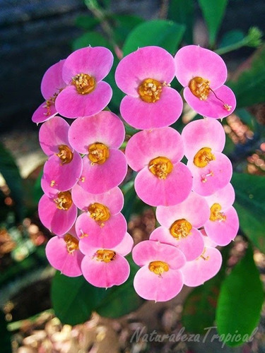  Esqueje De Corona De Rosa