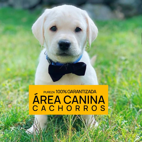 Cachorros Puros En Canning Y San Vicente, Tambien Envios