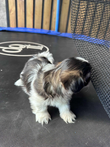 Perritos Shih Tzu 2 Meses