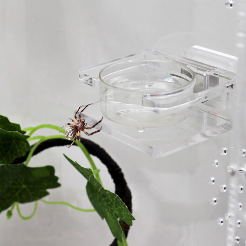 Plato De Agua Para Araña Plato De Alimentación Para Tarántul