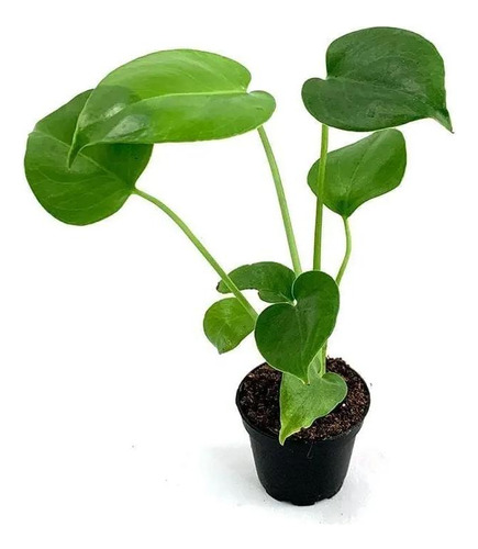 Monstera Deliciosa Bebe 