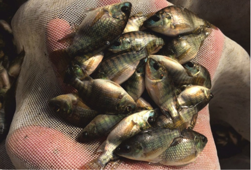 200 Alevines De Tilapia Oreocrhomis Niloticus