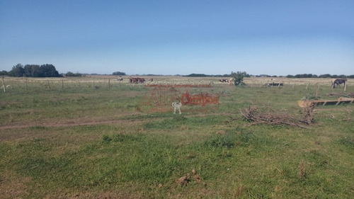 Imagen 11 de 15 de Venta,de Importante Campo En Roberto. J. Payro, Partido De Magdalena.