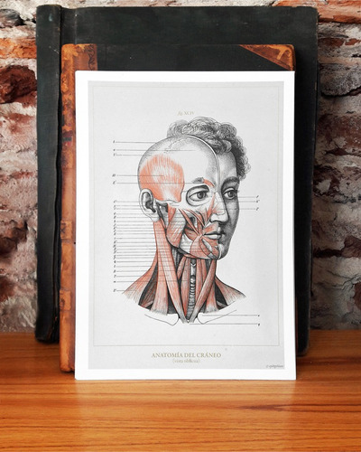 Anatomía Humana 35-36-37-38 Póster Lámina Antiguo Decoración