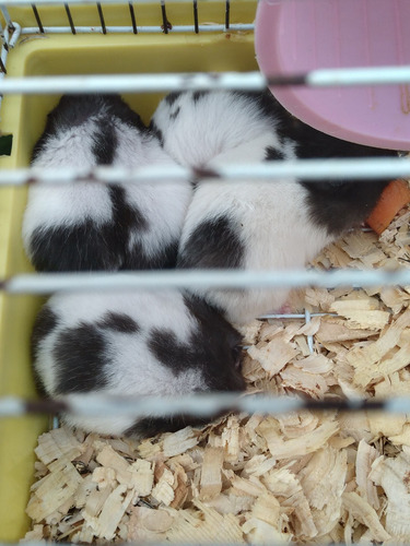 Imagen 5 de 5 de Hámster Panda