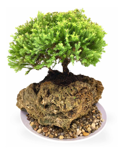 Bonsai Ciprés Dorado En Piedra Fósil 4 Años Base Porcelana