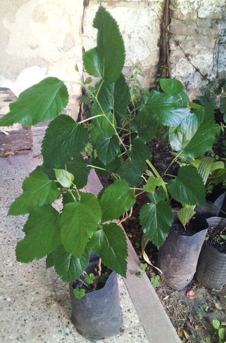 Árbol De Moras 60 Cm - 1 Planta En Maceta 3l