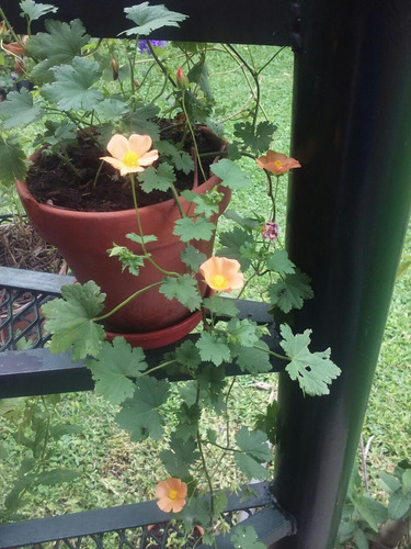 Malva De Campo (modiolastrum Malvifolium)cubresuelo Colgante