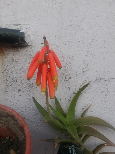 Aloe Trepador, Suculenta. M10
