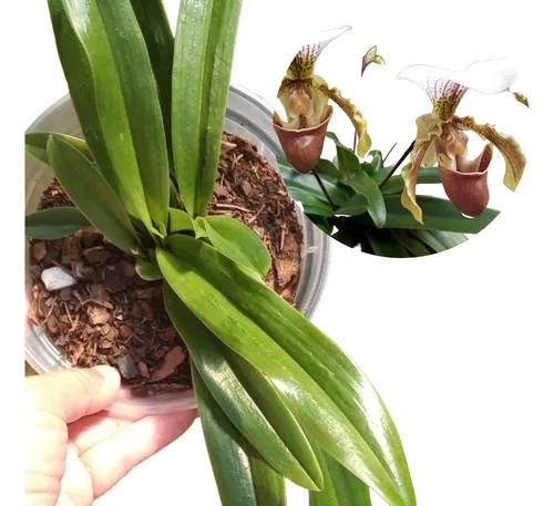 comprar Orquídea Terrestre Paphiopedilum (sapatinho) (sem Flor)