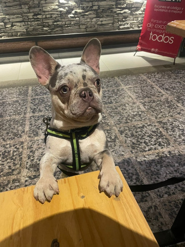 Hermoso Bulldog Francés Blue Merle Macho