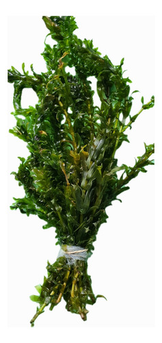 Planta Acuática Elodea, Ideal Para Acuarios