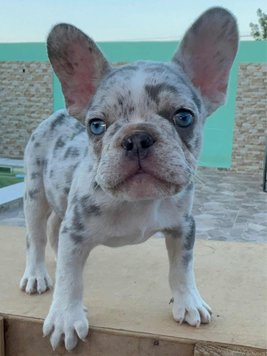 Macho Bulldog Francés Lilac Merle