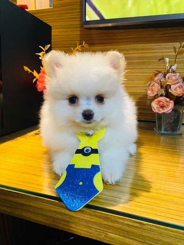 Spitz Alemão Macho Mini