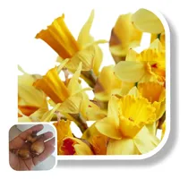 Comprar Bulbos De Narcisos X Cant 30!!! Calidad Premium !!