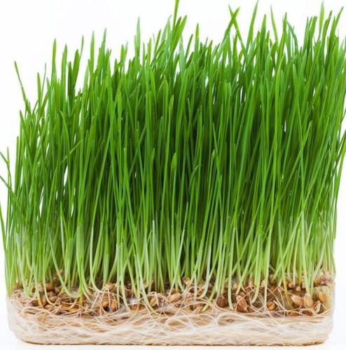 Semilla De Trigo 2kg Wheatgrass Para G - Kg a $9250